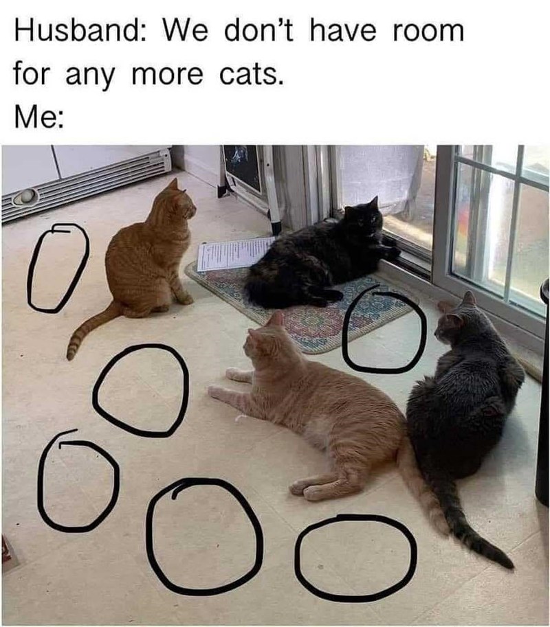 Husband: We don't have room for any more cats. Me: 0