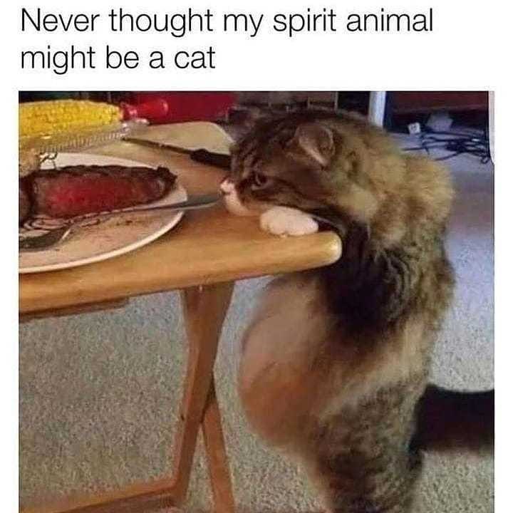 Never thought my spirit animal might be a cat