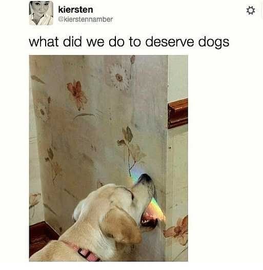 kiersten @kierstennamber what did we do to deserve dogs