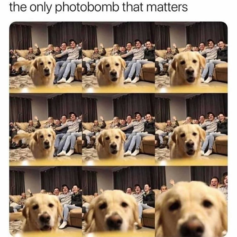 the only photobomb that matters