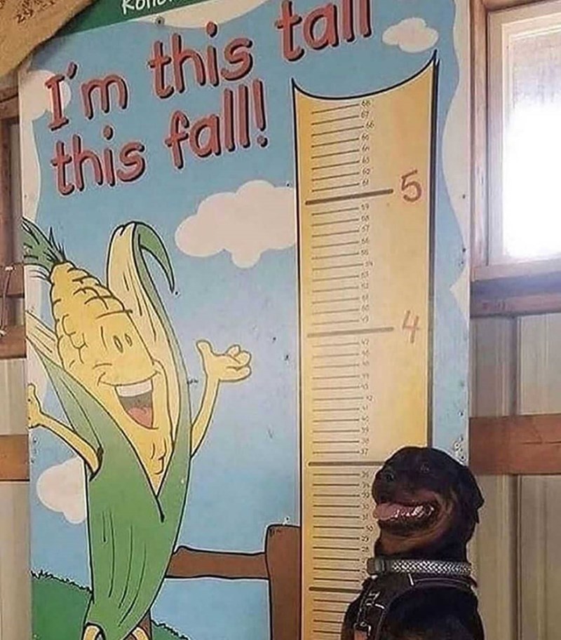 I'm this ta this fall! 4
