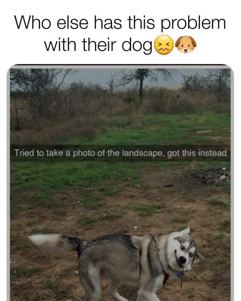 Who else has this problem with their dog Tried to take a photo of the landscape, got this instead