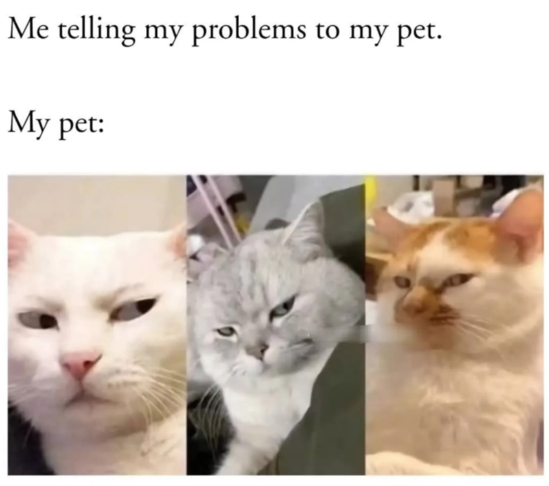 Me telling my problems to my pet. My pet: