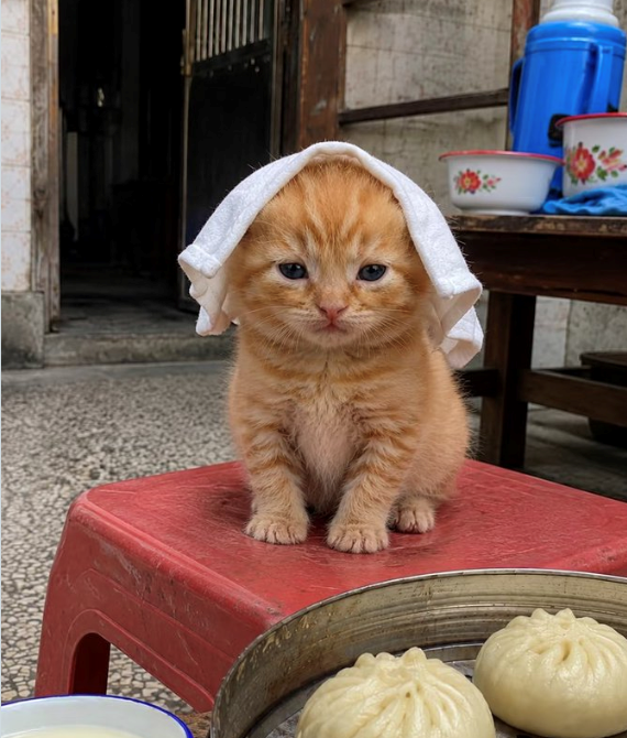Cheezburger Image 10647044608