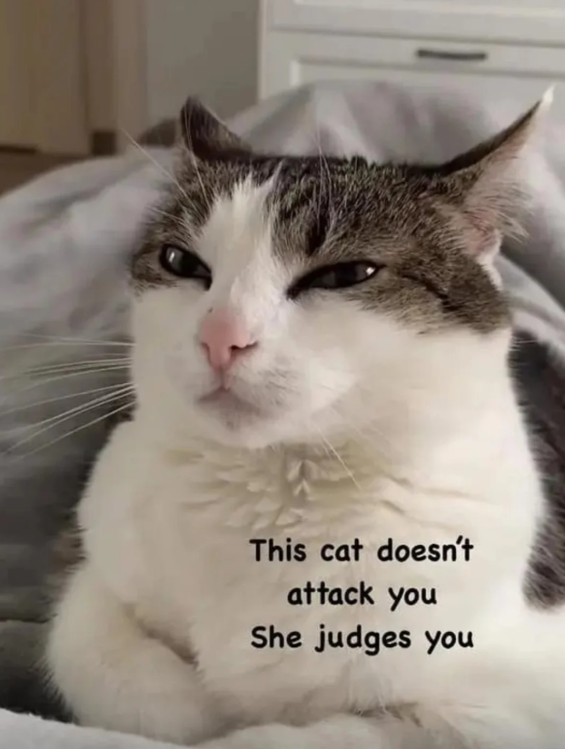 This cat doesn't attack you She judges you