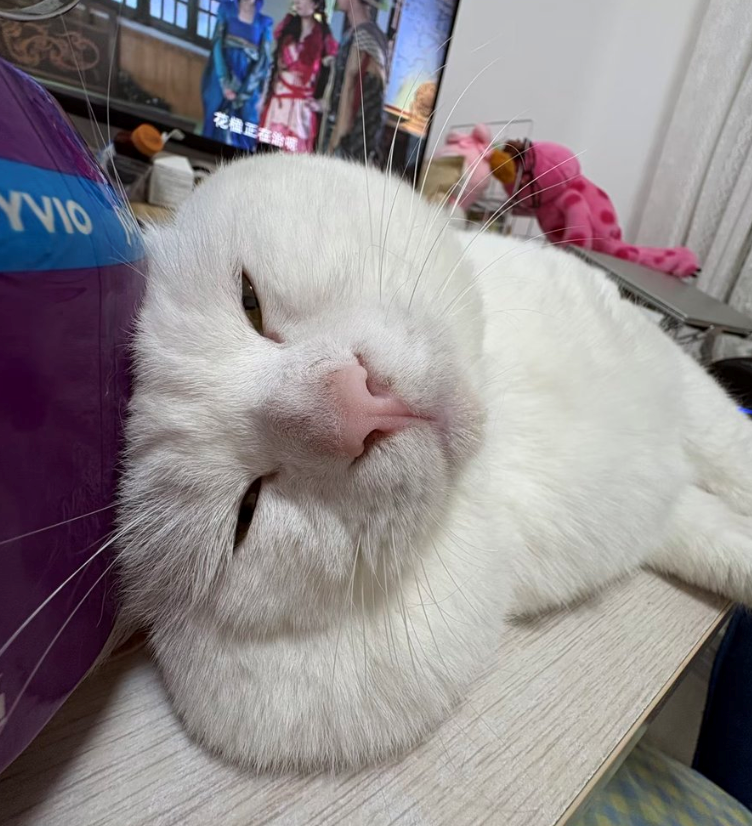 YVIO 花楹正在治呢
