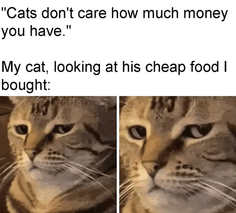 "Cats don't care how much money you have." My cat, looking at his cheap food I bought: @Viral Cats