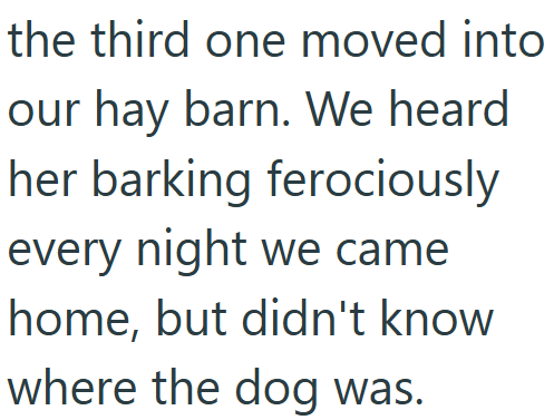 the third one moved into our hay barn. We heard her barking ferociously every night we came home, but didn't know where the dog was.