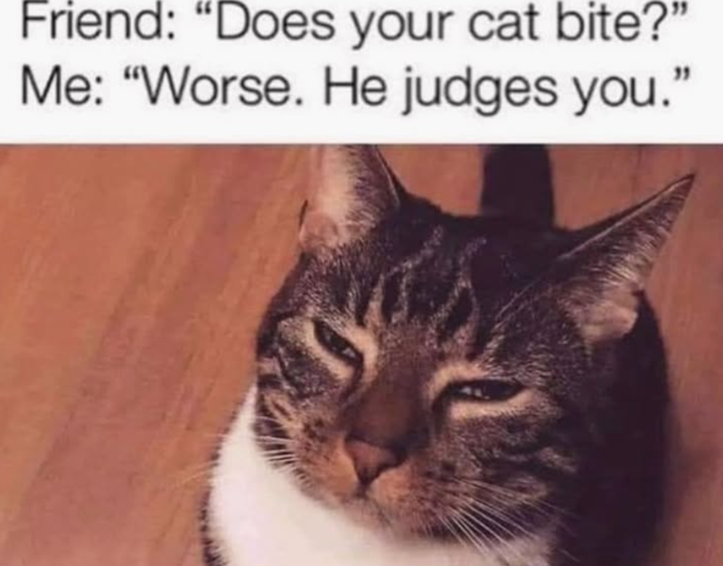 Friend: "Does your cat bite?" Me: "Worse. He judges you."