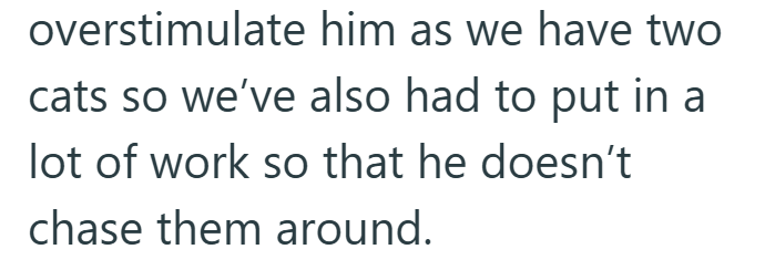 overstimulate him as we have two cats so we've also had to put in a lot of work so that he doesn't chase them around.