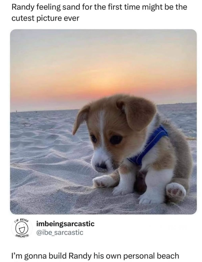 Randy feeling sand for the first time might be the cutest picture ever I'm BEING SARCASTIC imbeingsarcastic @ibe_sarcastic I'm gonna build Randy his own personal beach