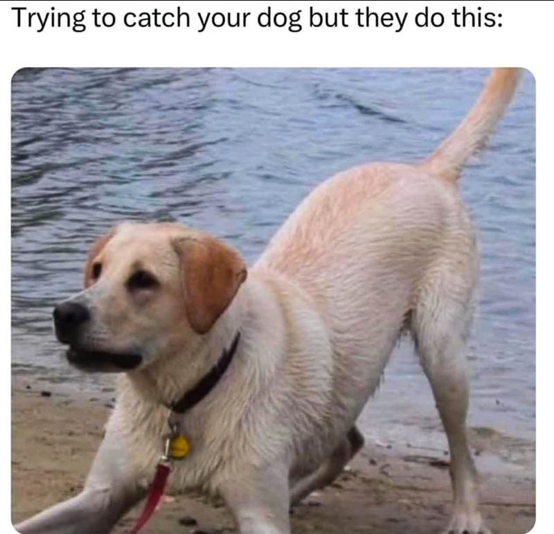 Trying to catch your dog but they do this: