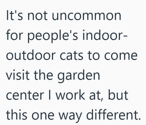 It's not uncommon for people's indoor- outdoor cats to come visit the garden center I work at, but this one way different.