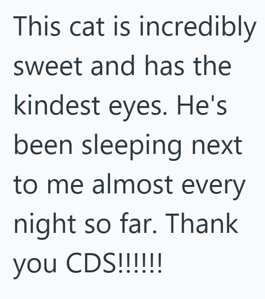 This cat is incredibly sweet and has the kindest eyes. He's been sleeping next to me almost every night so far. Thank you CDS!!!!!!