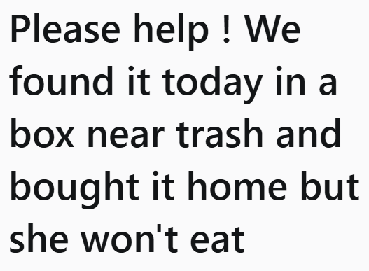 Please help! We found it today in a box near trash and bought it home but she won't eat