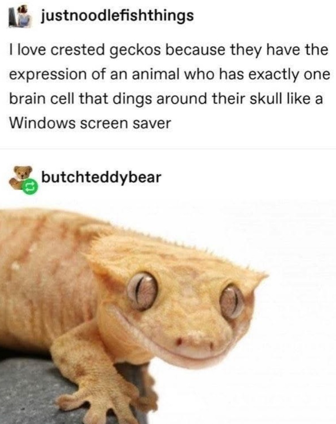 justnoodlefishthings I love crested geckos because they have the expression of an animal who has exactly one brain cell that dings around their skull like a Windows screen saver butchteddybear