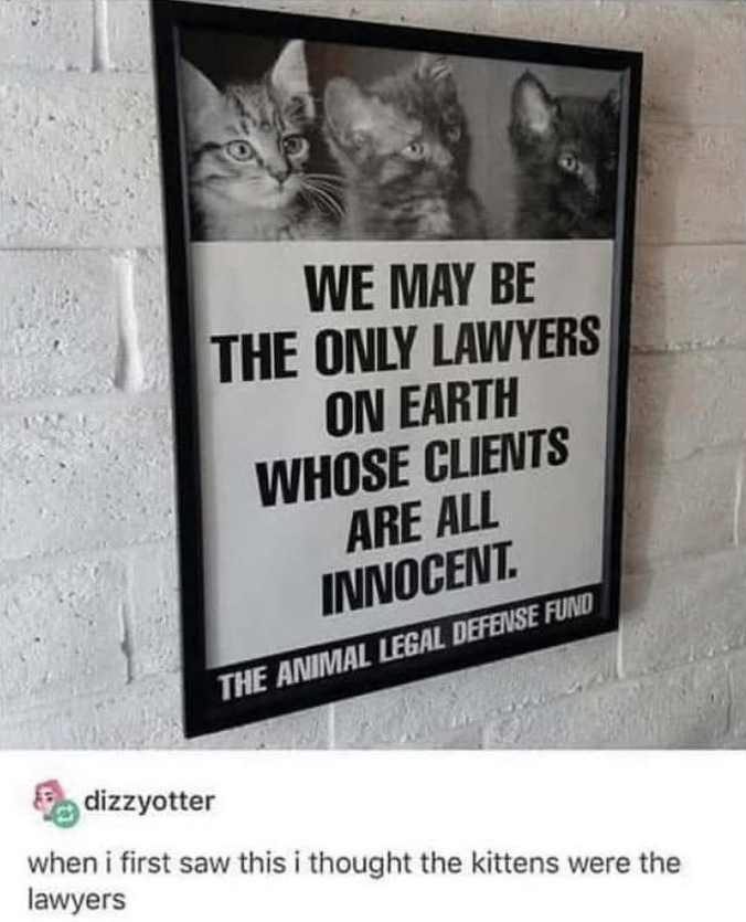 WE MAY BE THE ONLY LAWYERS ON EARTH WHOSE CLIENTS ARE ALL INNOCENT. THE ANIMAL LEGAL DEFENSE FUND dizzyotter when i first saw this i thought the kittens were the lawyers
