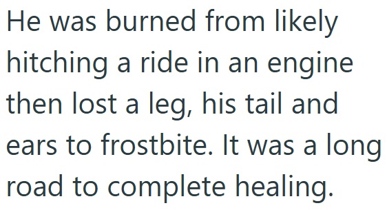He was burned from likely hitching a ride in an engine then lost a leg, his tail and ears to frostbite. It was a long road to complete healing.