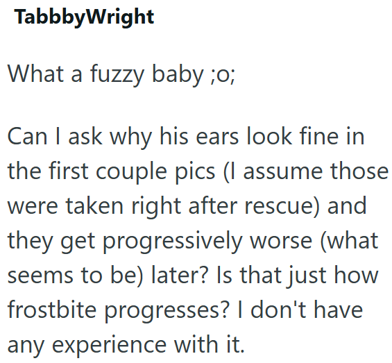 TabbbyWright What a fuzzy baby ;o; Can I ask why his ears look fine in the first couple pics (I assume those were taken right after rescue) and they get progressively worse (what seems to be) later? Is that just how frostbite progresses? I don't have any experience with it.