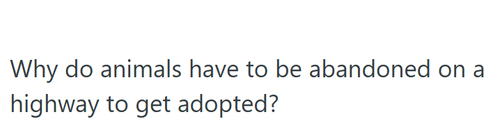 Why do animals have to be abandoned on a highway to get adopted?
