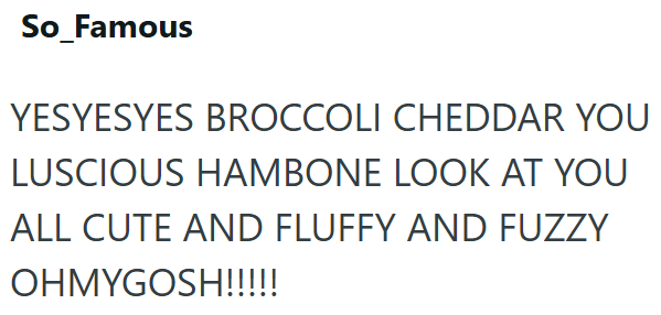 So_Famous YESYESYES BROCCOLI CHEDDAR YOU LUSCIOUS HAMBONE LOOK AT YOU ALL CUTE AND FLUFFY AND FUZZY OHMYGOSH!!!!!