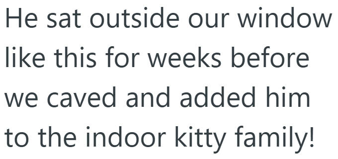 He sat outside our window like this for weeks before we caved and added him to the indoor kitty family!
