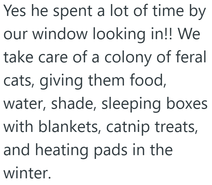 Yes he spent a lot of time by our window looking in!! We take care of a colony of feral cats, giving them food, water, shade, sleeping boxes with blankets, catnip treats, and heating pads in the winter.