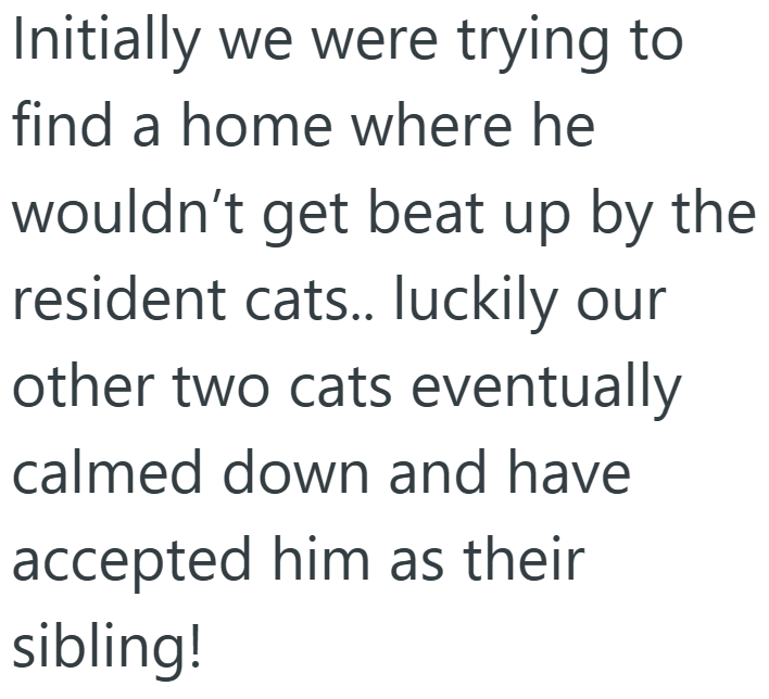Initially we were trying to find a home where he wouldn't get beat up by the resident cats.. luckily our other two cats eventually calmed down and have accepted him as their sibling!
