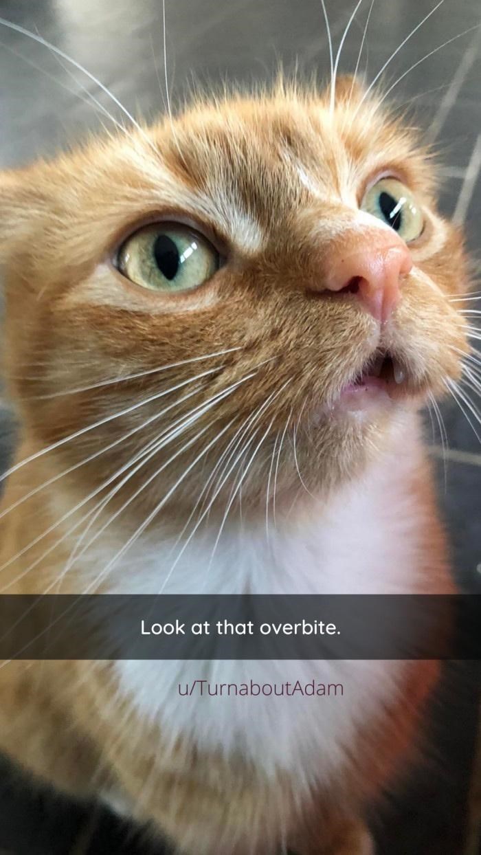Look at that overbite. u/TurnaboutAdam