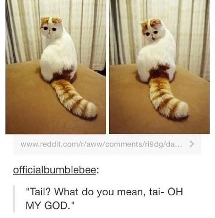 www.reddit.com/r/aww/comments/ri9dg/da... > officialbumblebee: "Tail? What do you mean, tai- OH MY GOD."