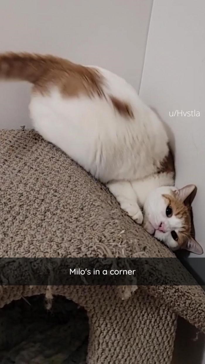 Milo's in a corner u/Hvstla