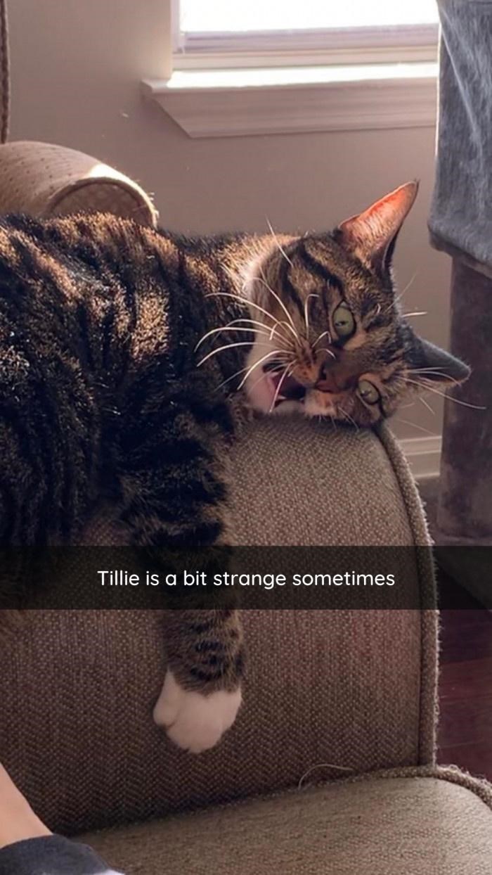 Tillie is a bit strange sometimes