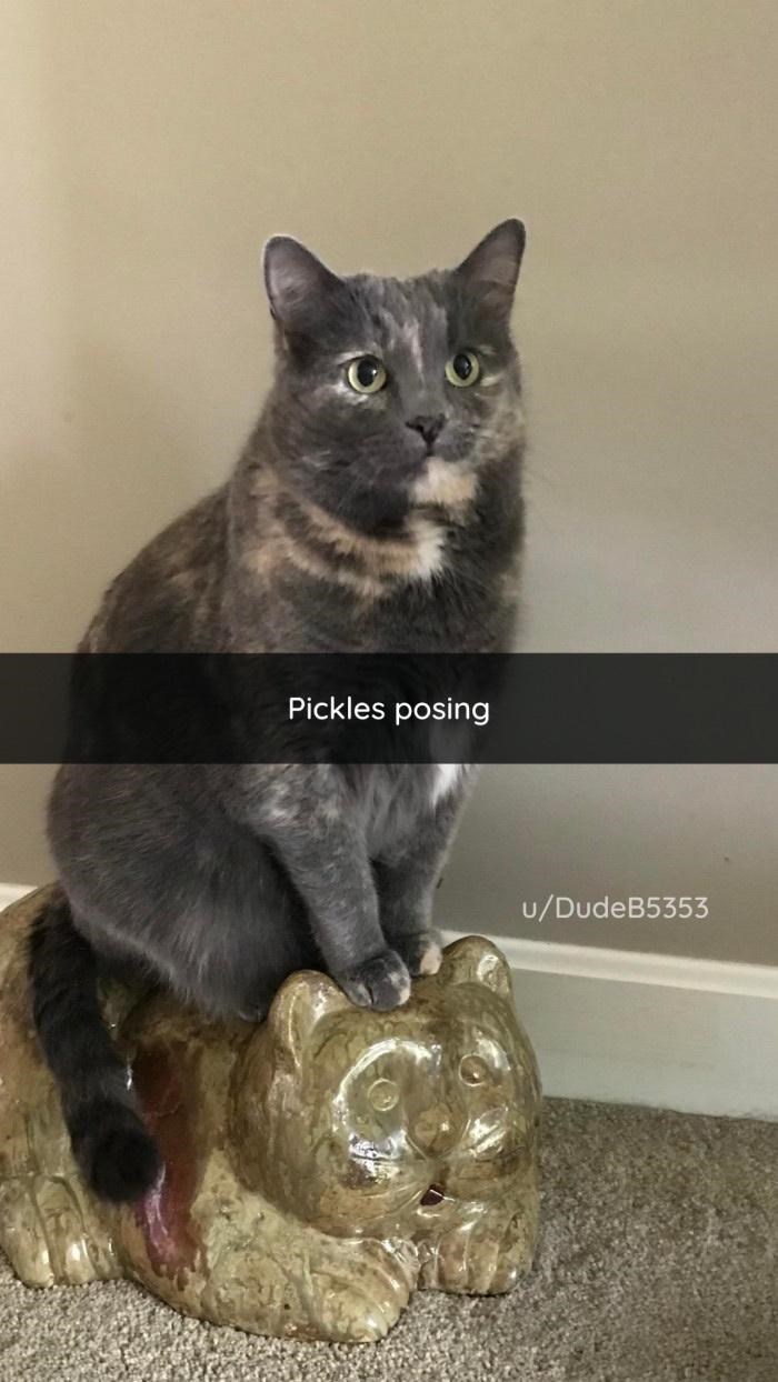 Pickles posing u/DudeB5353
