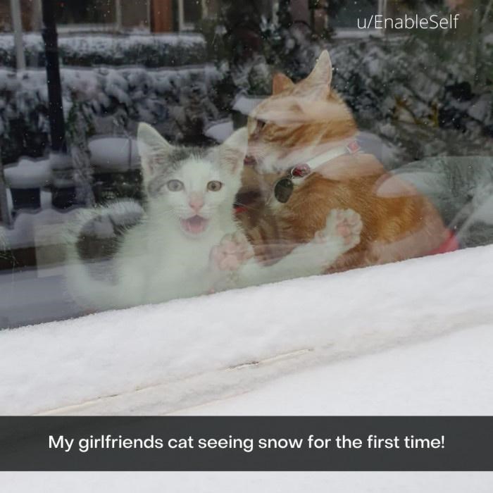 u/EnableSelf My girlfriends cat seeing snow for the first time!