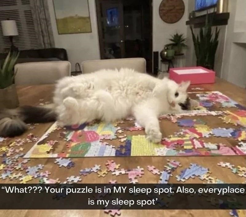 "What??? Your puzzle is in MY sleep spot. Also, everyplace is my sleep spot'