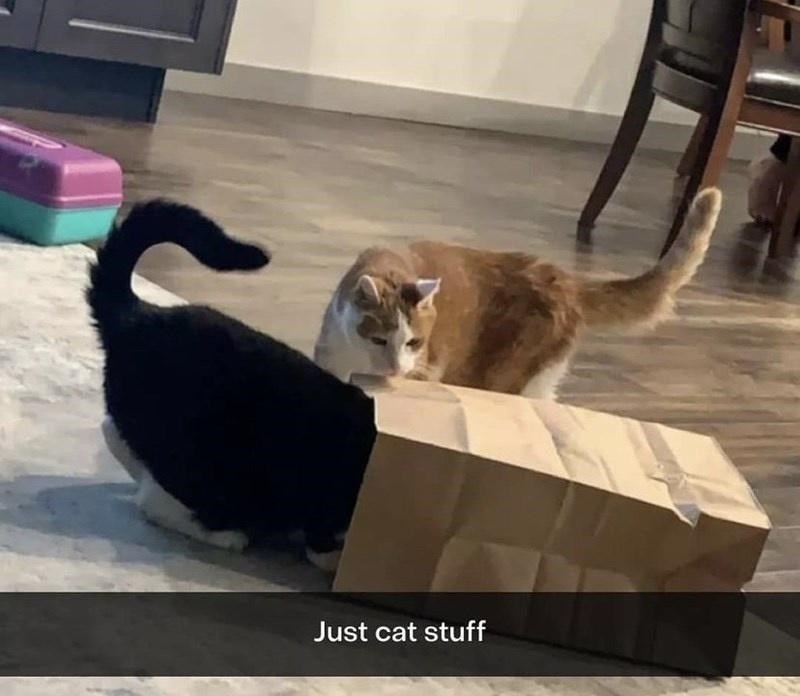 Just cat stuff