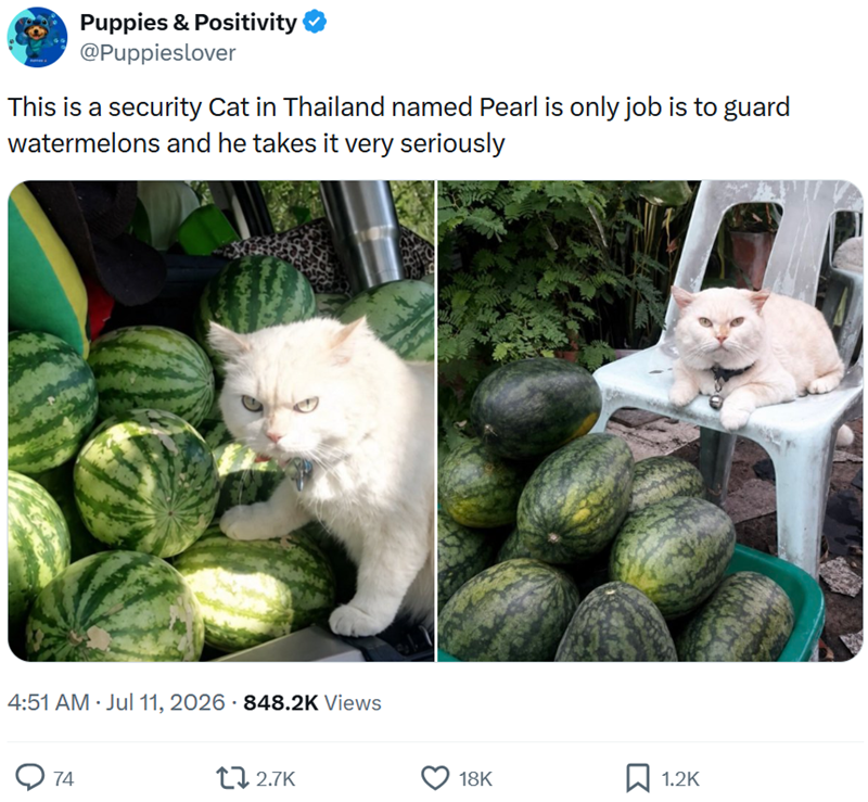 Puppies & Positivity @Puppieslover This is a security Cat in Thailand named Pearl is only job is to guard watermelons and he takes it very seriously 4:51 AM · Jul 11, 2026 848.2K Views ◇ 74 172.7K 18K ☐ 1.2K
