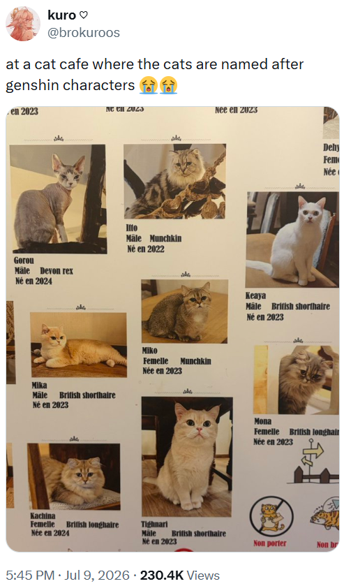 kuro @brokuroos at a cat cafe where the cats are named after genshin characters en 2023 Nee en 2023 Gorou Male Devon rex Né en 2024 Mika Mäle British shorthaire Né en 2023 Kachina Itto Male Munchkin Né en 2022 Miko Femelle Née en 2023 Munchkin Dehy Fem Née Keaya Male British shorthaire Né en 2023 Mona Femelle British longhair Née en 2023 T Femelle British longhaire Née en 2024 Tighnari Måle British shorthaire Né en 2023 Non porter Non br 5:45 PM ⚫ Jul 9, 2026 230.4K Views