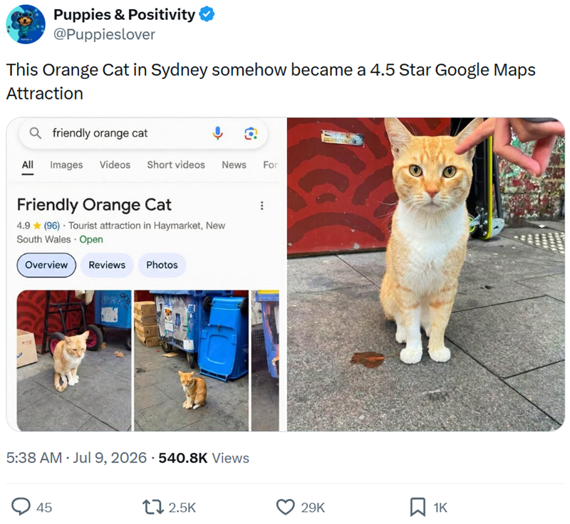Puppies & Positivity @Puppieslover This Orange Cat in Sydney somehow became a 4.5 Star Google Maps Attraction friendly orange cat ទ All Images Videos Short videos News For DISTRIBUTION Friendly Orange Cat 4.9✶(96) Tourist attraction in Haymarket, New South Wales - Open Overview Reviews Photos 5:38 AM • Jul 9, 2026 540.8K Views 45 172.5K 29K ☐ 1K