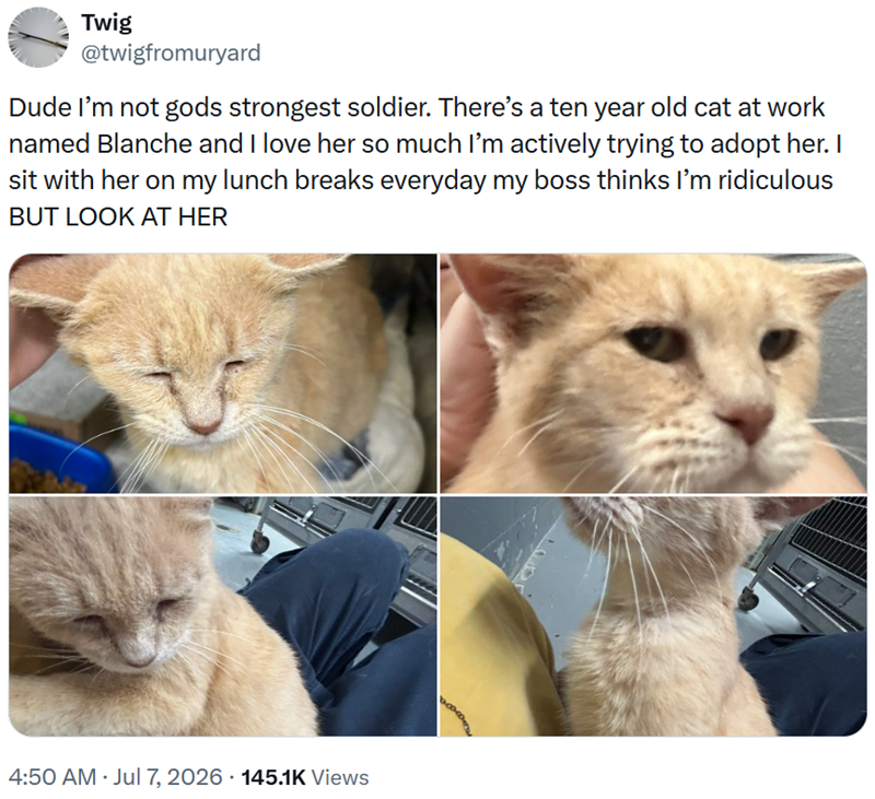 Twig @twigfromuryard Dude I'm not gods strongest soldier. There's a ten year old cat at work named Blanche and I love her so much I'm actively trying to adopt her. I sit with her on my lunch breaks everyday my boss thinks I'm ridiculous BUT LOOK AT HER 4:50 AM • Jul 7, 2026 145.1K Views