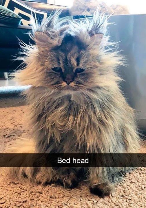 Bed head