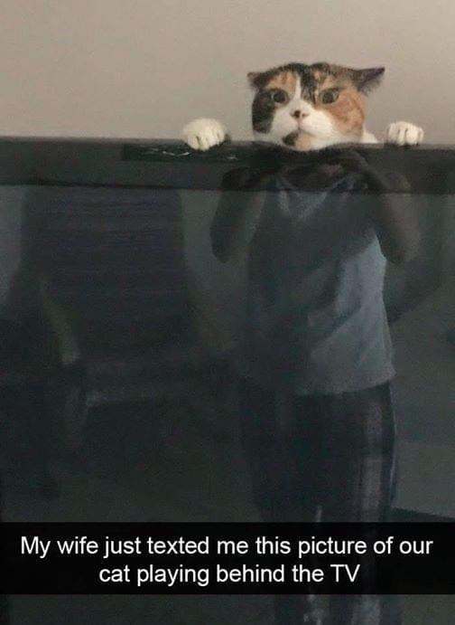 My wife just texted me this picture of our cat playing behind the TV