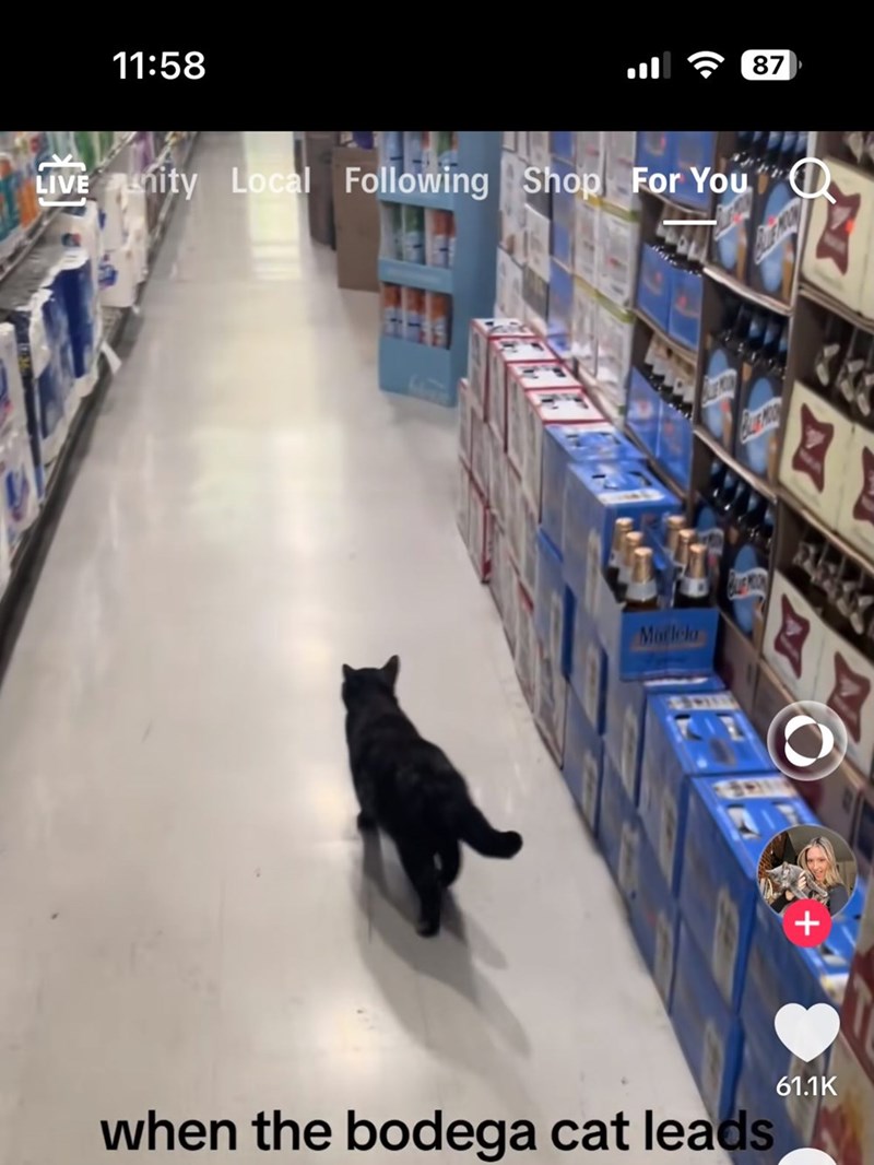 11:58 87 LIVE nity Local Following Shop For You D E Morlela when the bodega cat leads + 61.1K