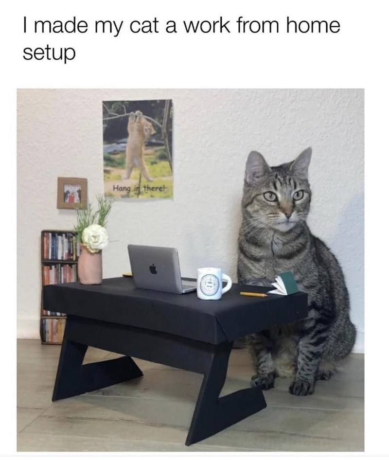 I made my cat a work from home setup Hang in there! F