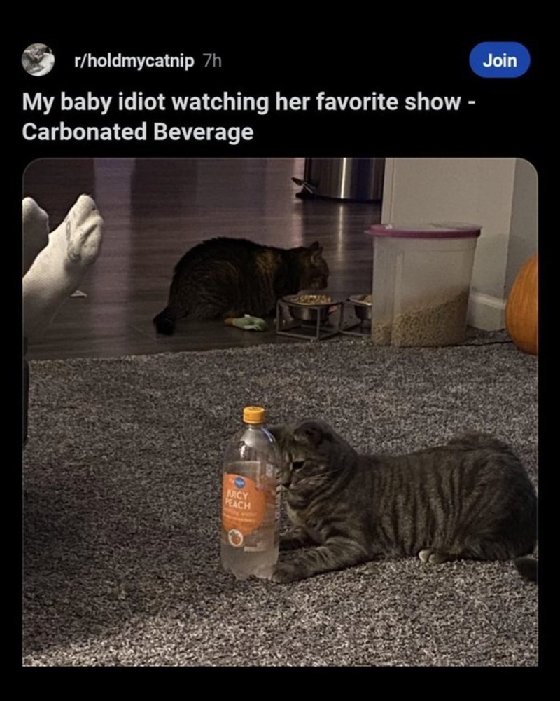 r/holdmycatnip 7h My baby idiot watching her favorite show - Carbonated Beverage JUICY PEACH Join