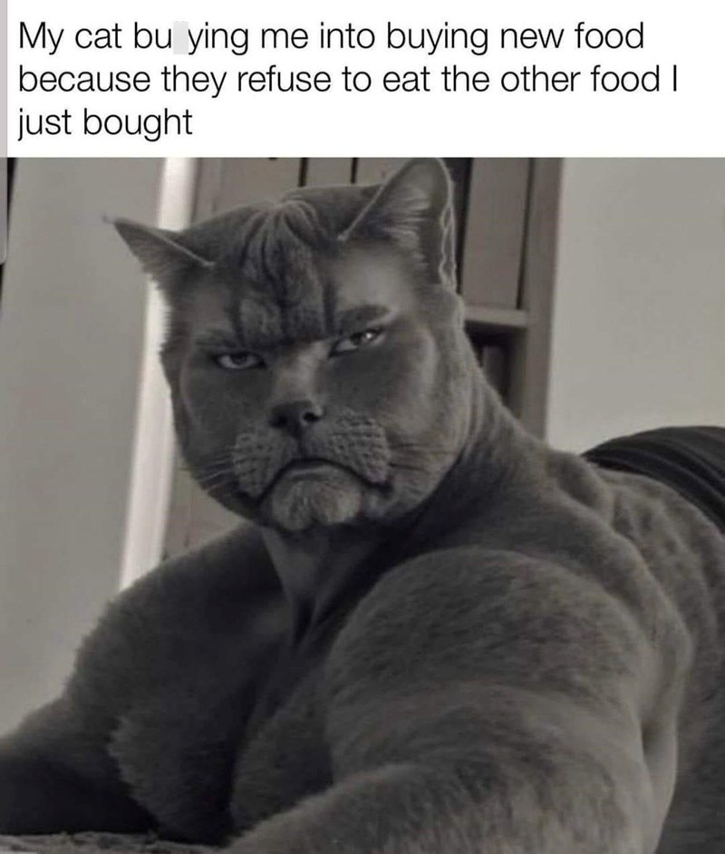 My cat bu ying me into buying new food because they refuse to eat the other food I just bought