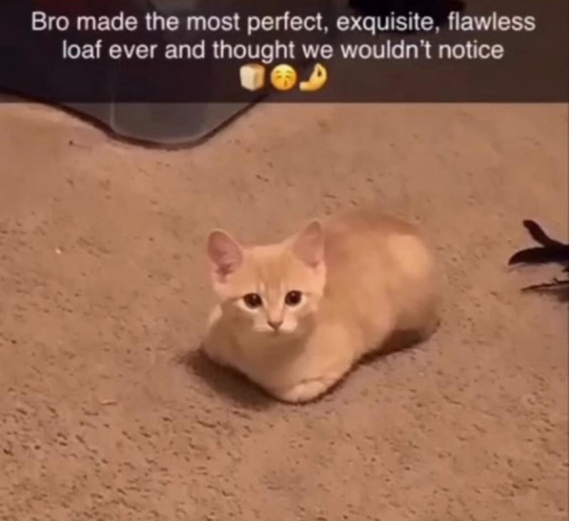 Bro made the most perfect, exquisite, flawless loaf ever and thought we wouldn't notice