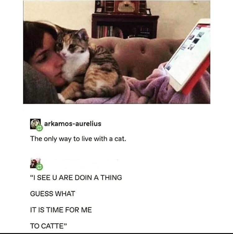 arkamos-aurelius The only way to live with a cat. 16 "I SEE U ARE DOIN A THING GUESS WHAT IT IS TIME FOR ME TO CATTE"