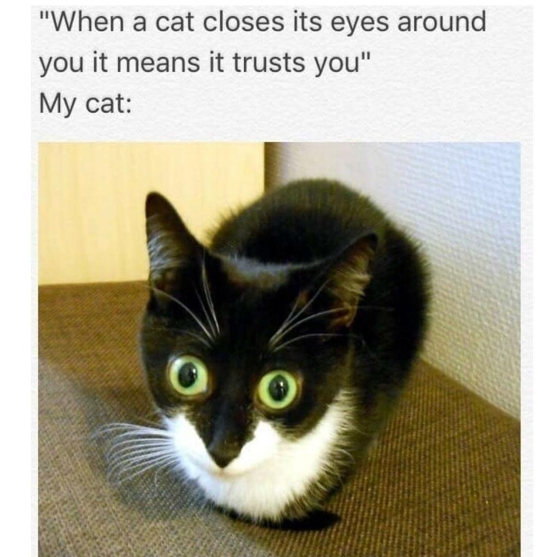"When a cat closes its eyes around you it means it trusts you" My cat:
