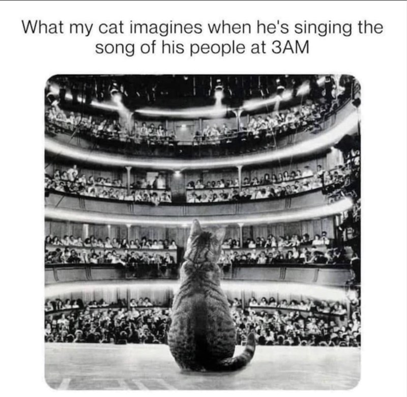 What my cat imagines when he's singing the song of his people at 3AM